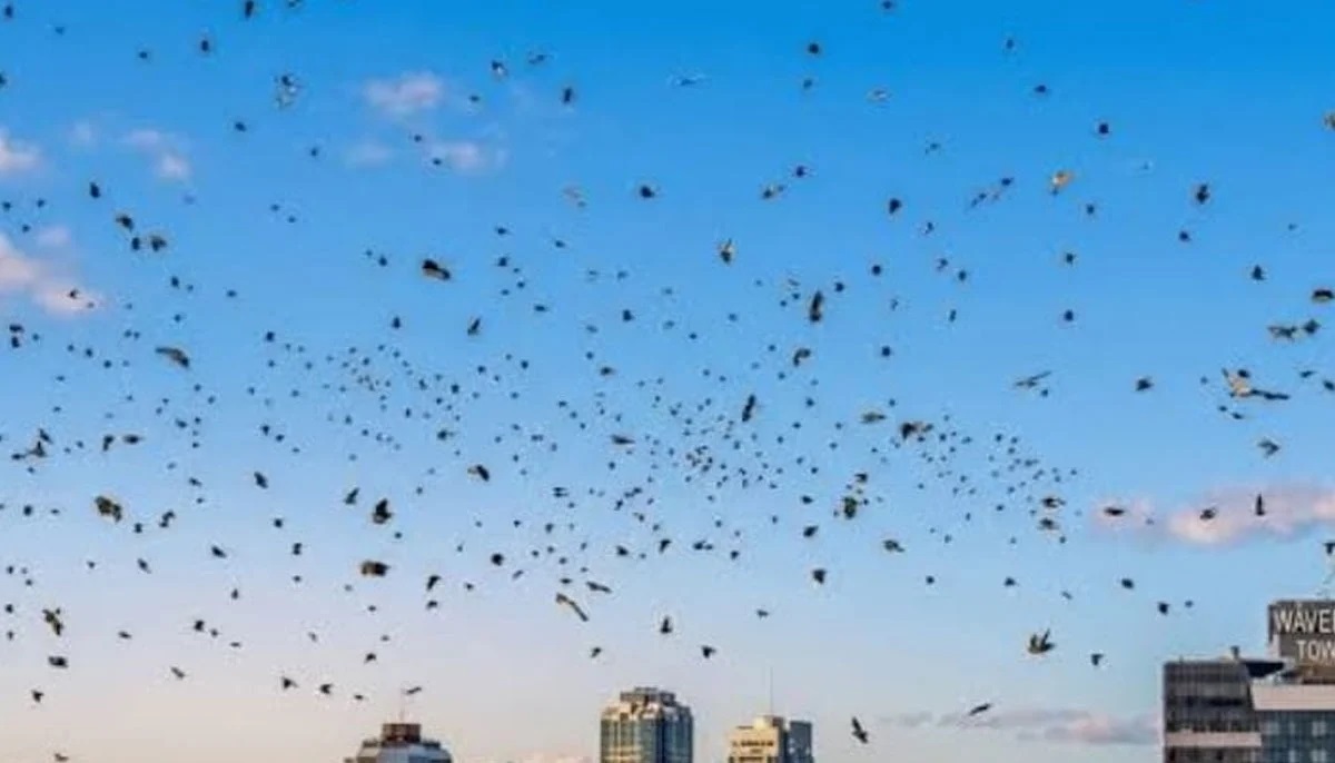 Crow swarm over Tel Aviv sky during viral bird migration, Israel